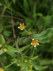 Galinsoga quadriradiata