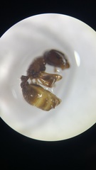 Formicidae