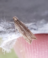 Helcystogramma hystricella