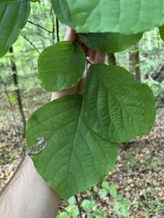 Styrax grandifolius