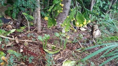 Brasiliopuntia brasiliensis