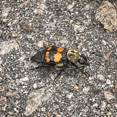 Nicrophorus tomentosus