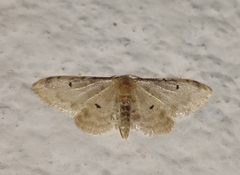 Idaea filicata