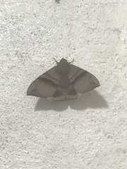 Ophisma