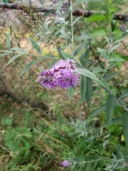 Buddleja davidii