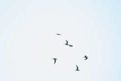 Charadriiformes