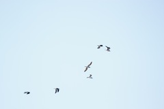 Charadriiformes