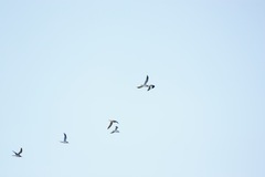 Charadriiformes