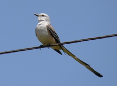 Tyrannus forficatus