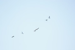 Charadriiformes