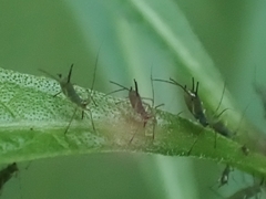 Macrosiphini