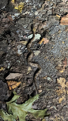 Agkistrodon contortrix