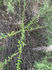 Ligustrum quihoui