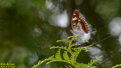Limenitis doerriesi