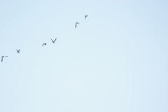 Charadriiformes
