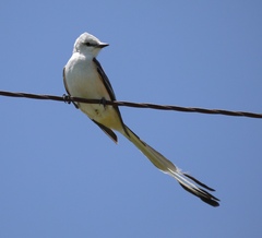 Tyrannus forficatus
