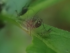 Macrosiphini