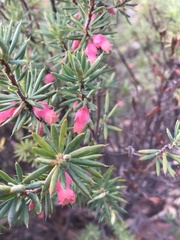 Brachyloma ericoides