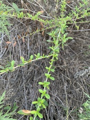Ligustrum quihoui