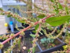Amaranthus tuberculatus
