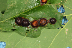 Callirhytis quercusfutilis