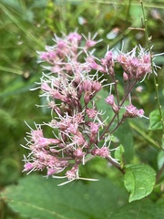 Eutrochium maculatum