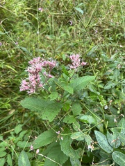 Eutrochium maculatum