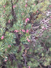 Brachyloma ericoides