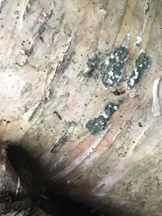 Trichoderma viride