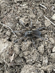 Tigrosa helluo
