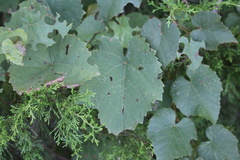 Vitis rotundifolia