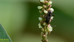 Panaorus albomaculatus