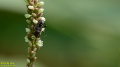 Panaorus albomaculatus
