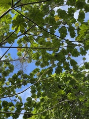 Cecropia peltata