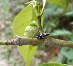 Clovia vitticeps
