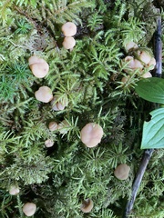 Cudonia circinans