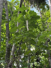 Cecropia peltata