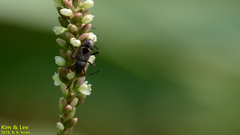 Panaorus albomaculatus
