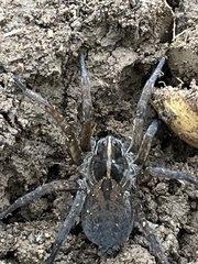 Tigrosa helluo
