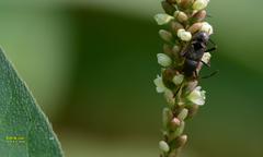 Panaorus albomaculatus