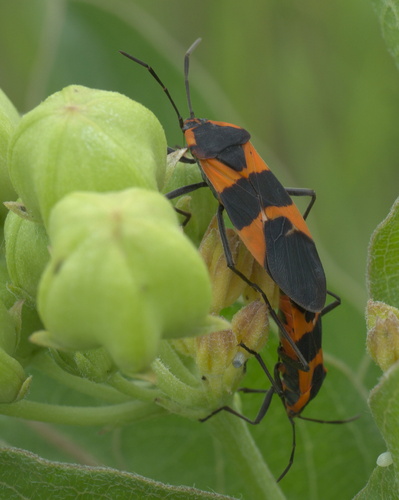 Large Milkweed Bug photographed in Oklahoma