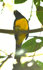 Trogon viridis