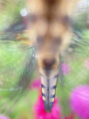 Orthetrum albistylum speciosum