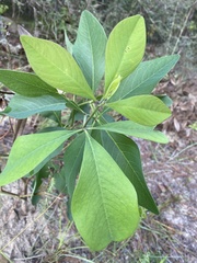 Baptisia lanceolata