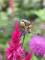 Orthetrum albistylum speciosum