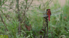 Crocothemis servilia mariannae