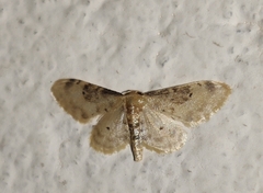 Idaea filicata