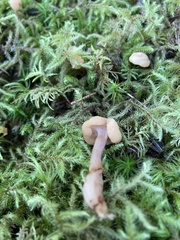Cudonia circinans