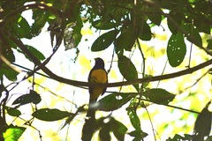 Trogon viridis