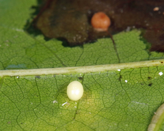 Zopheroteras hubbardi